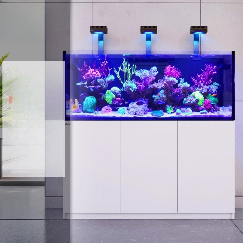 Aquarium Fish And Price - 2026 Heiß begehrter Großhandelspreis Neuer Reefer