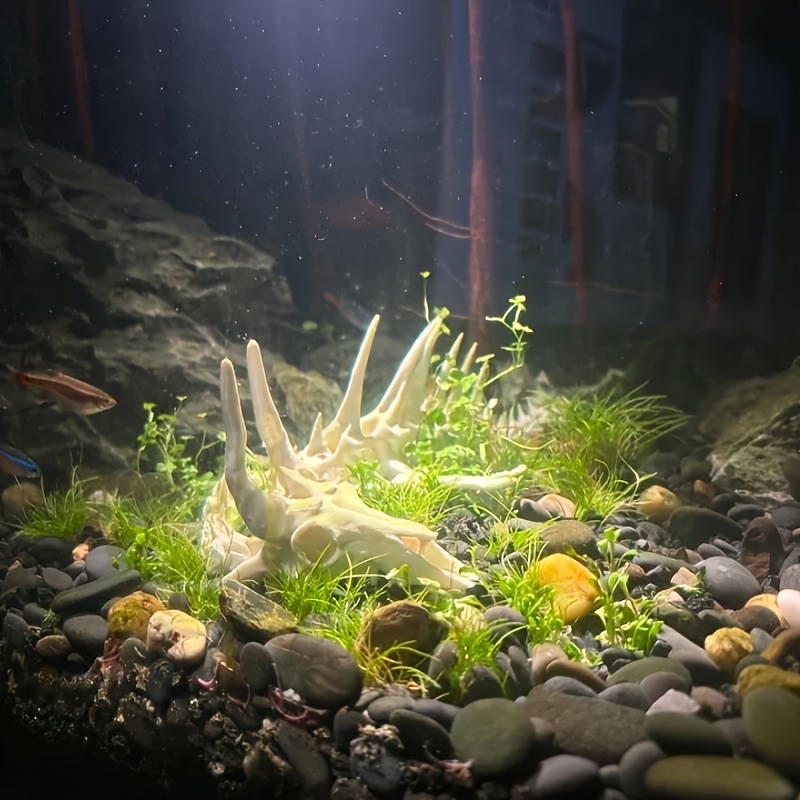 1 Stück Drachenförmige Fischgr – Aquarium Fish Dragon Bewertung und Preis