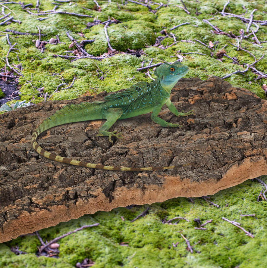 1 Stück Korkrinde Reptilien-Kl – Aquarium Fish Dragon Bewertung und Preis
