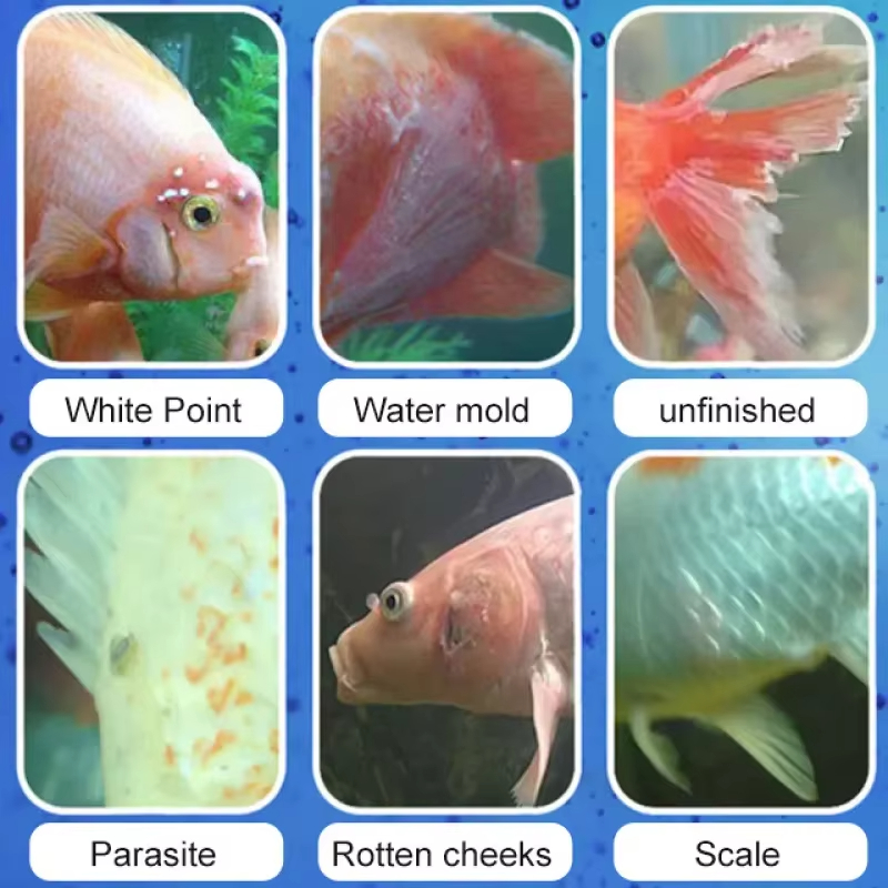 SIKEZHAN Behandlung von Fische – Aquarium Fish Quality Bewertung und Preis