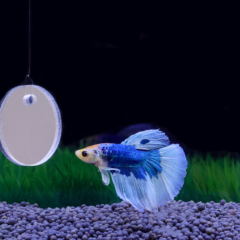 Fisch Übung Spiegel Fördert Na – Fish Toys For Aquarium Bewertung und Preis